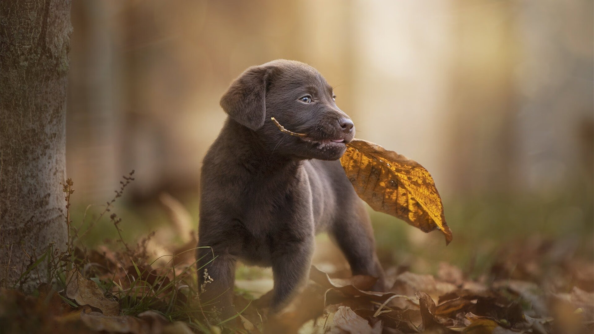 开云kaiyun-VALORANT 职业选手状态回升，valorant排位资格