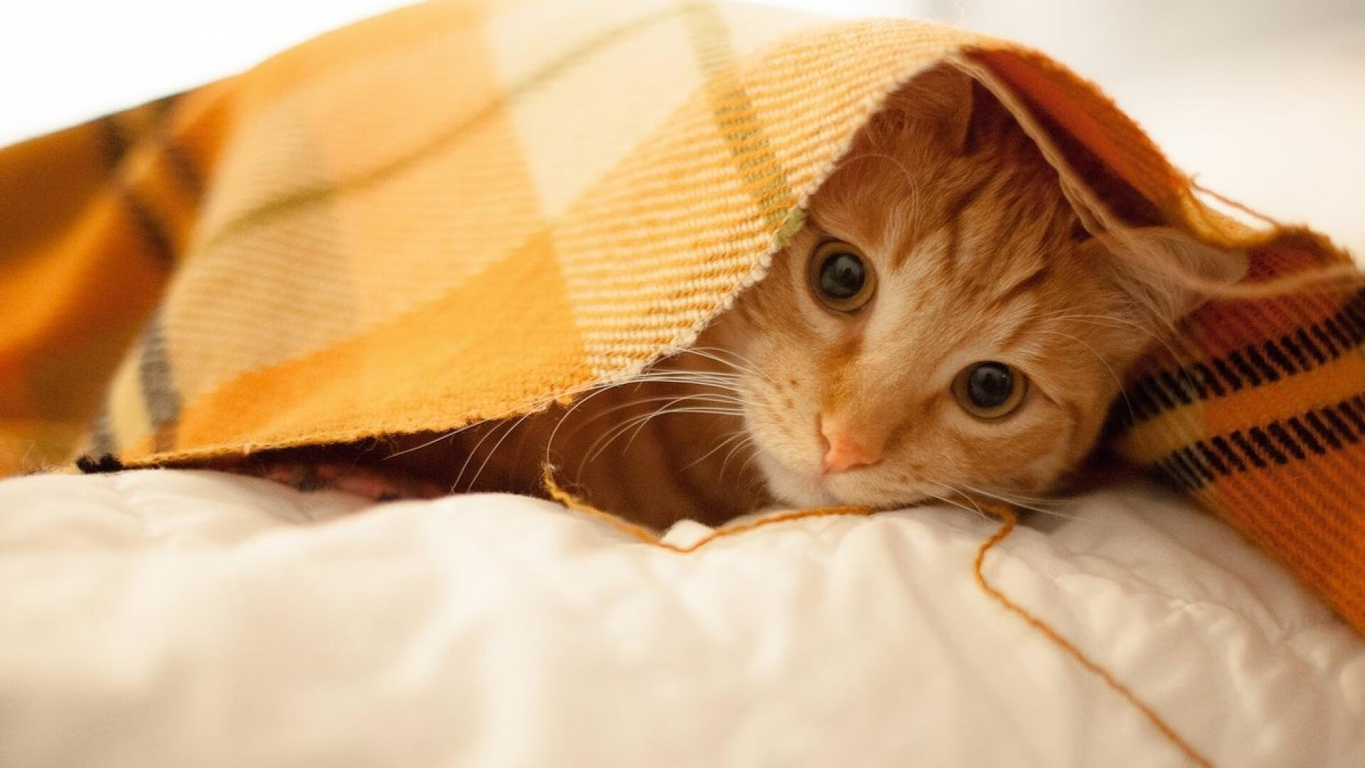 kaiyun体育app-_精英聚会：超豪华明星赛庆典华丽上演_，精英聚会口号