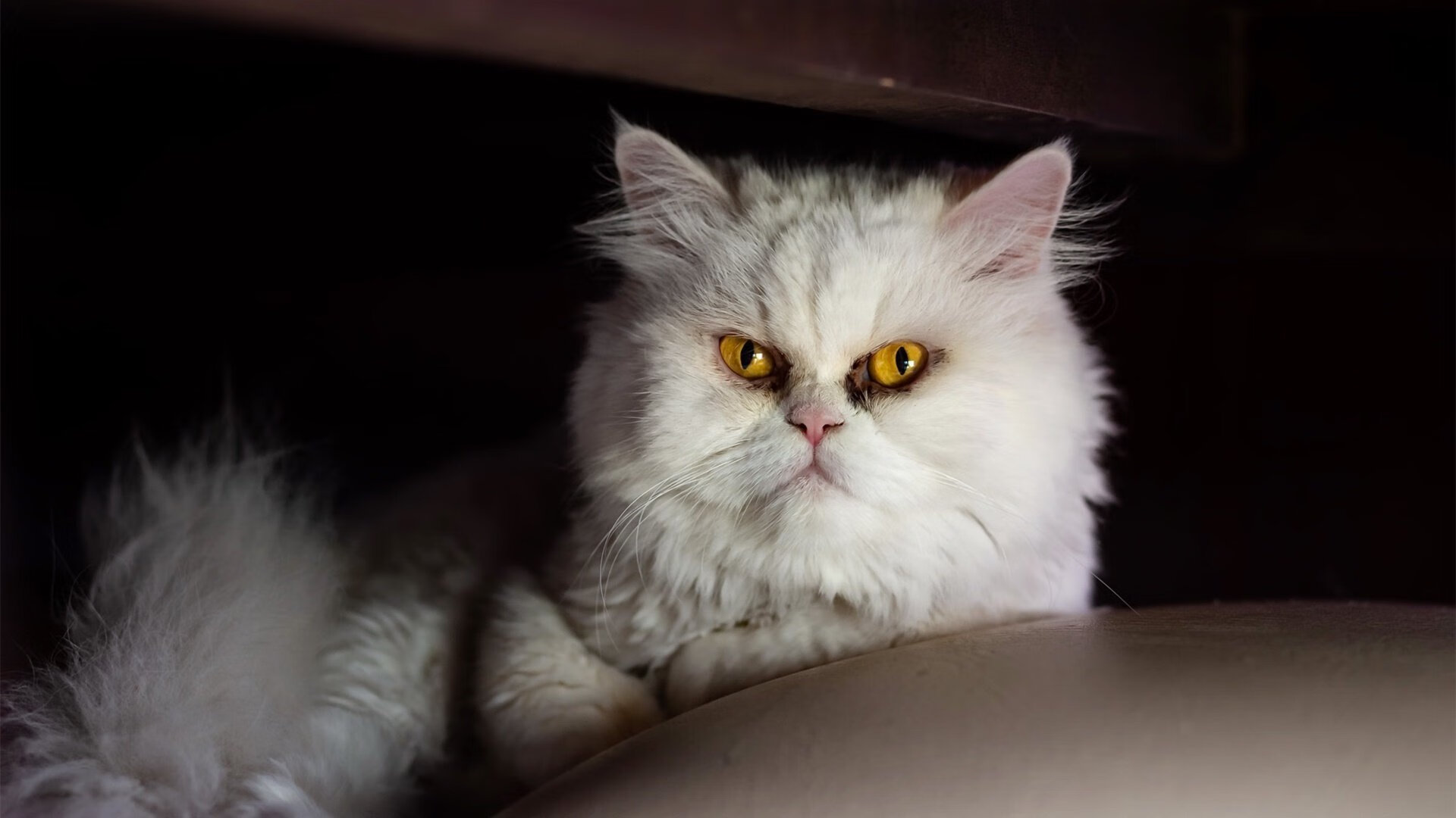 开云入口-“中国女足增加海外比赛，提升国际影响力”，中国女足外教