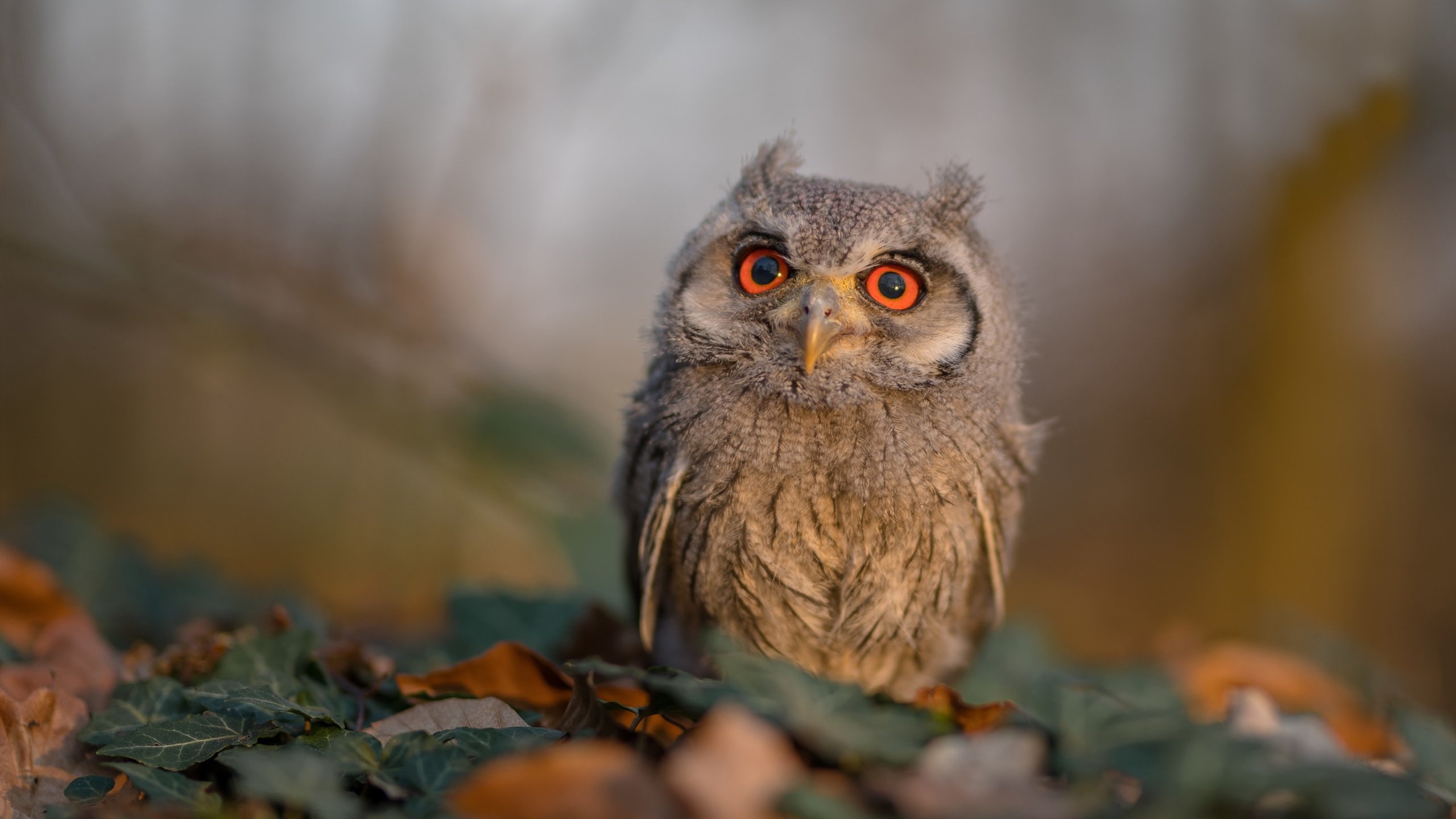 kaiyun中国官方网站-“九局鏖战，战术与心态的较量，谁能率先突围？”，九局怎么火的