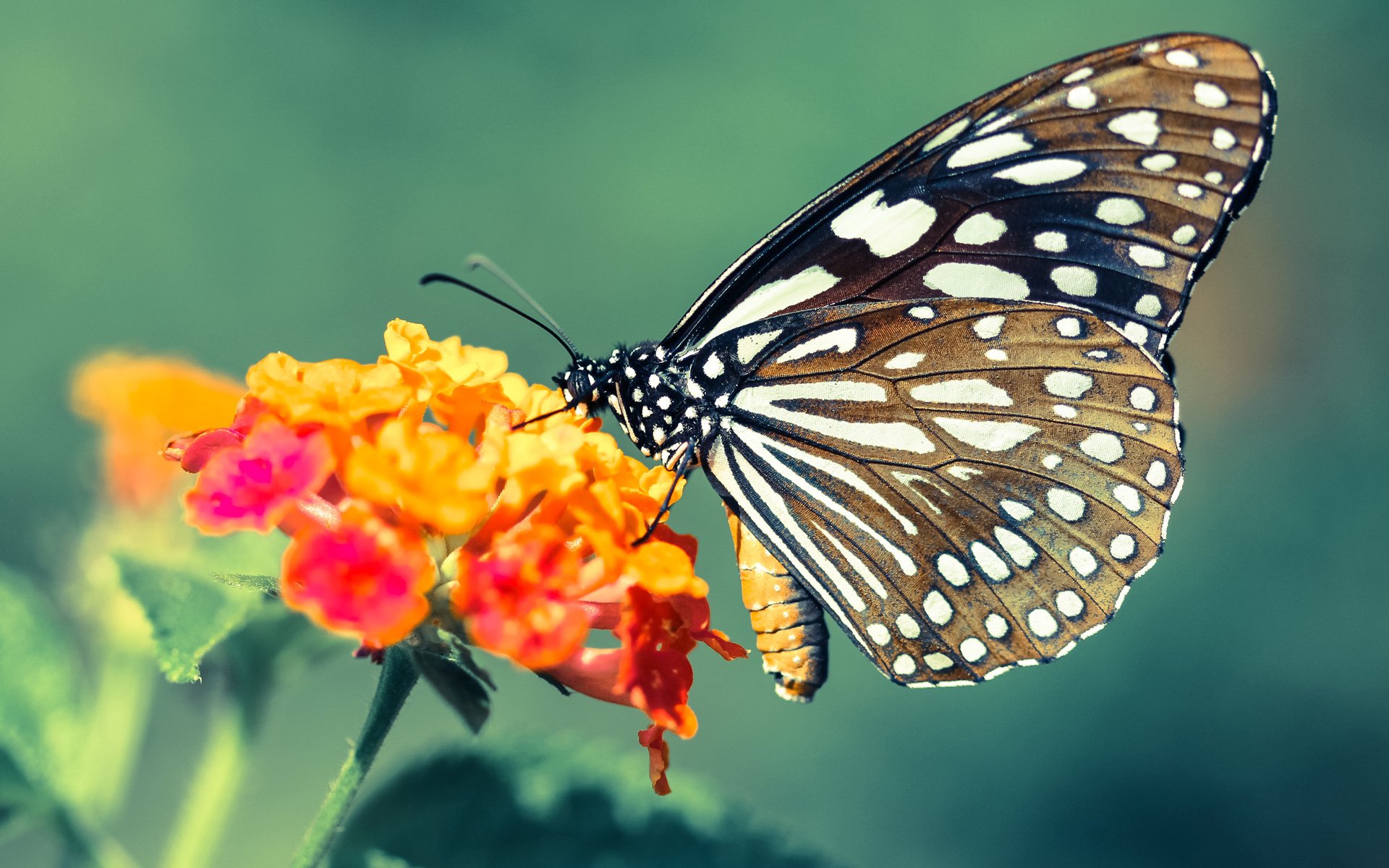 全国青少年“篮球+智慧”创新论坛在北京盛大召开，智创未来新模式