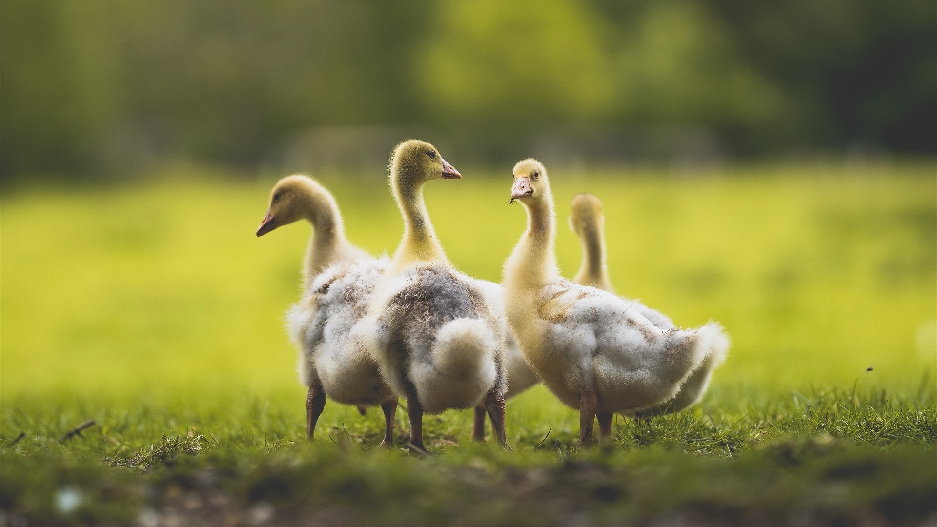 开云·体育官网APP下载-区域篮球联赛助推地方体育产业链发展，篮球比赛中区域联防最基本的形式