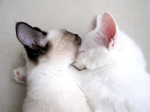 开云网站-塞内加尔马术协会与学校合作，开展马术教育课程，推广马术文化。