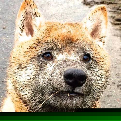 开云·Kaiyun网页版-季后赛热点：哪些球队最可能成为“黑马”？，参加季后赛最多的球员