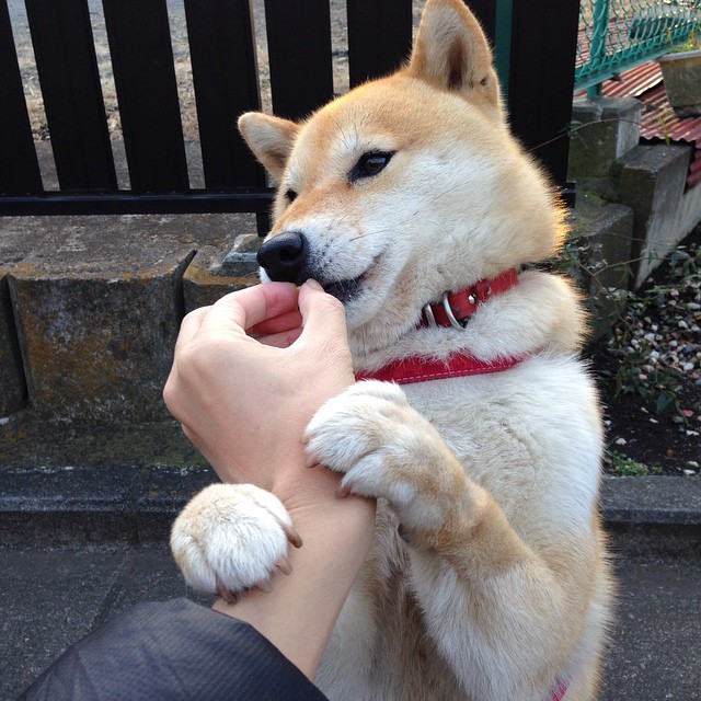 德甲对决，比分2-2，比赛节奏紧凑，关键逻辑：场均控球80%以上，德甲最大比分