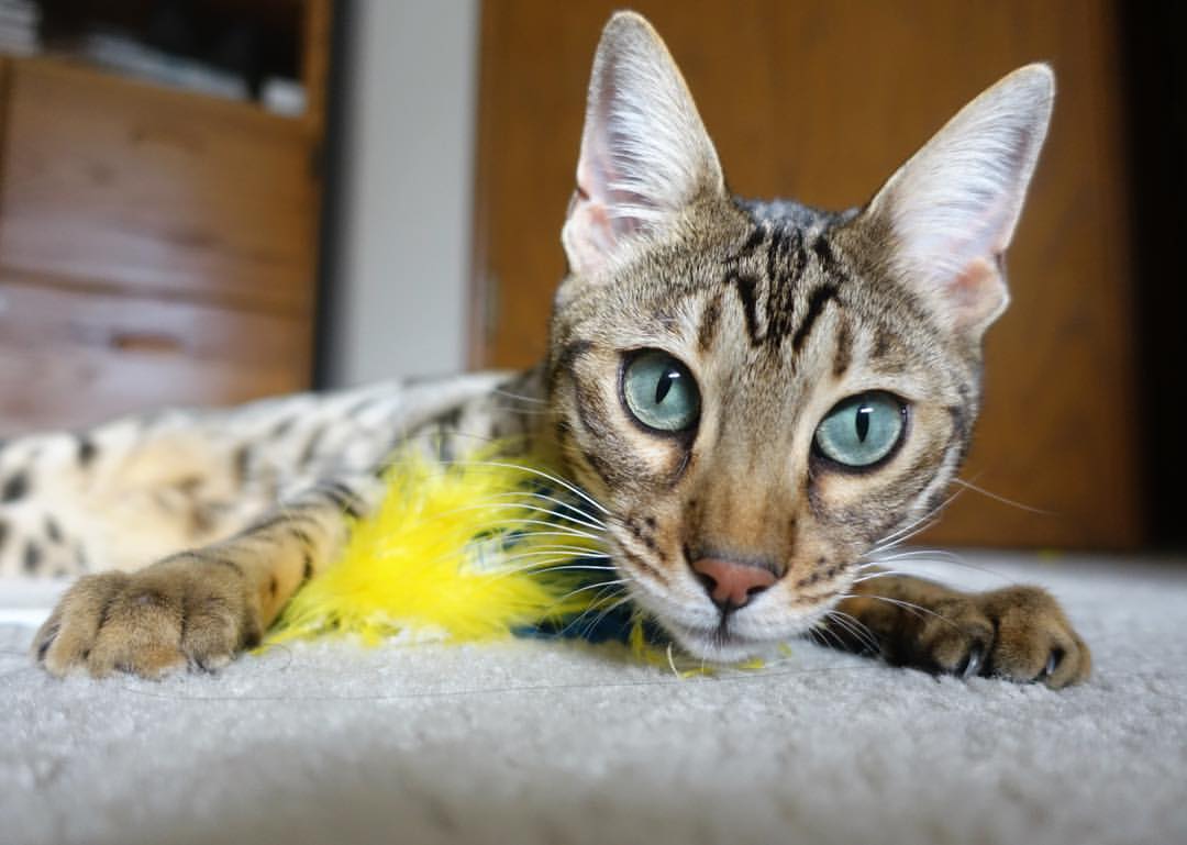 王者荣耀赛事未来发展趋势：如何创新与突破，王者荣耀未来发展分析