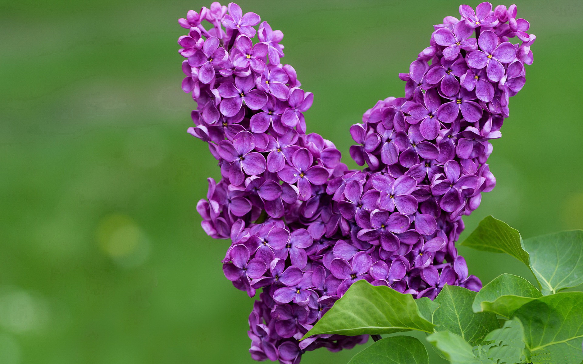 Kaiyun官方登录入口-维克托·文班亚马（Victor Wembanyama）当选2024年NBA最佳新秀，2020年nba最佳新秀什么时候公布