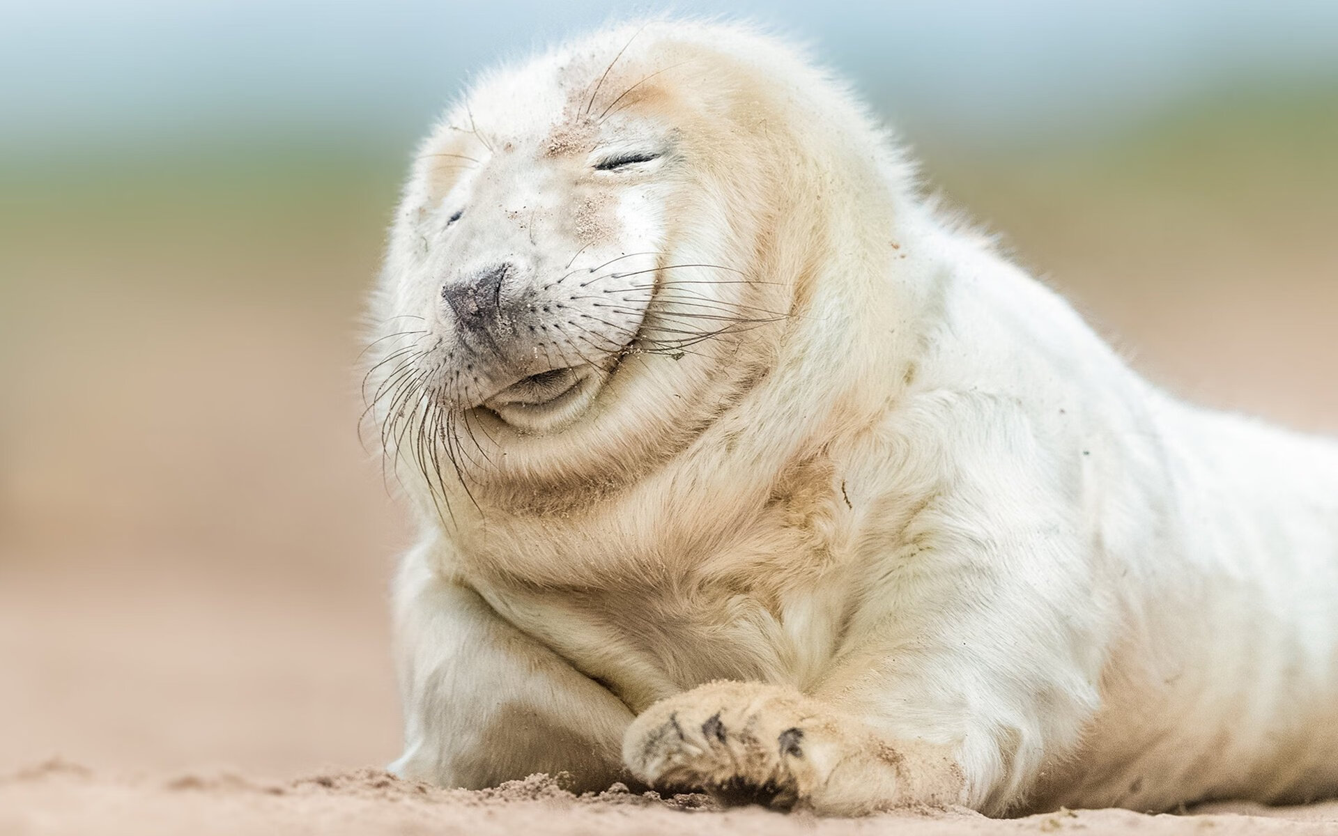 Aster比赛录像分析分享,aster冠军