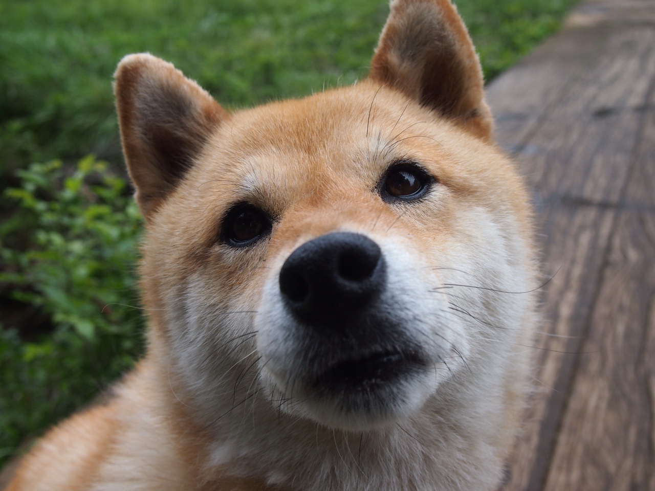 上海海港年轻球员崭露头角，上海海港足球俱乐部球员