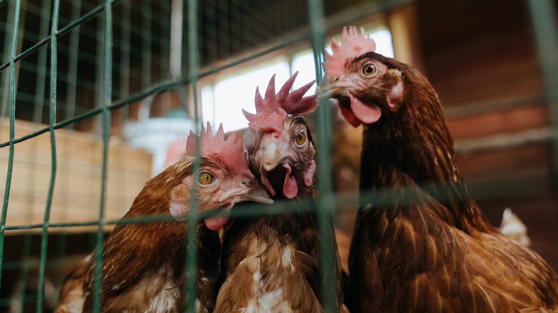 kaiyun登录入口-西班牙在欧洲预赛中夺冠——球迷狂热呐喊不已，西班牙欧洲杯集锦