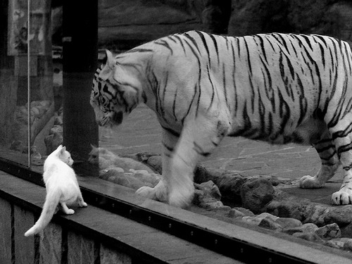 阿尔巴尼亚欧预赛失利,出线形势严峻,阿尔巴尼亚欧洲杯