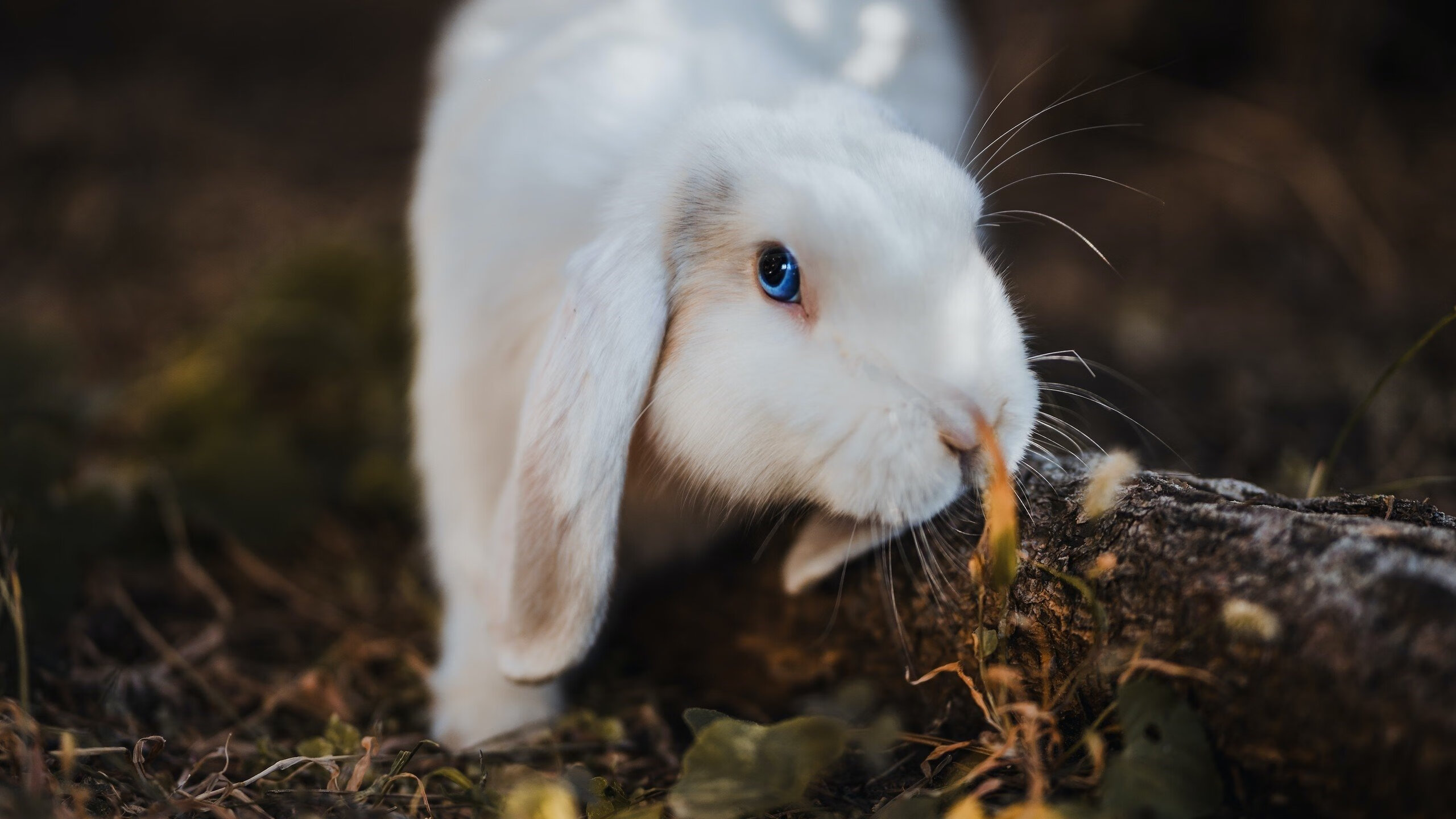 Kaiyun(中国)开云-阿根廷队胜利可期，向前冲刺，阿根廷队赢了