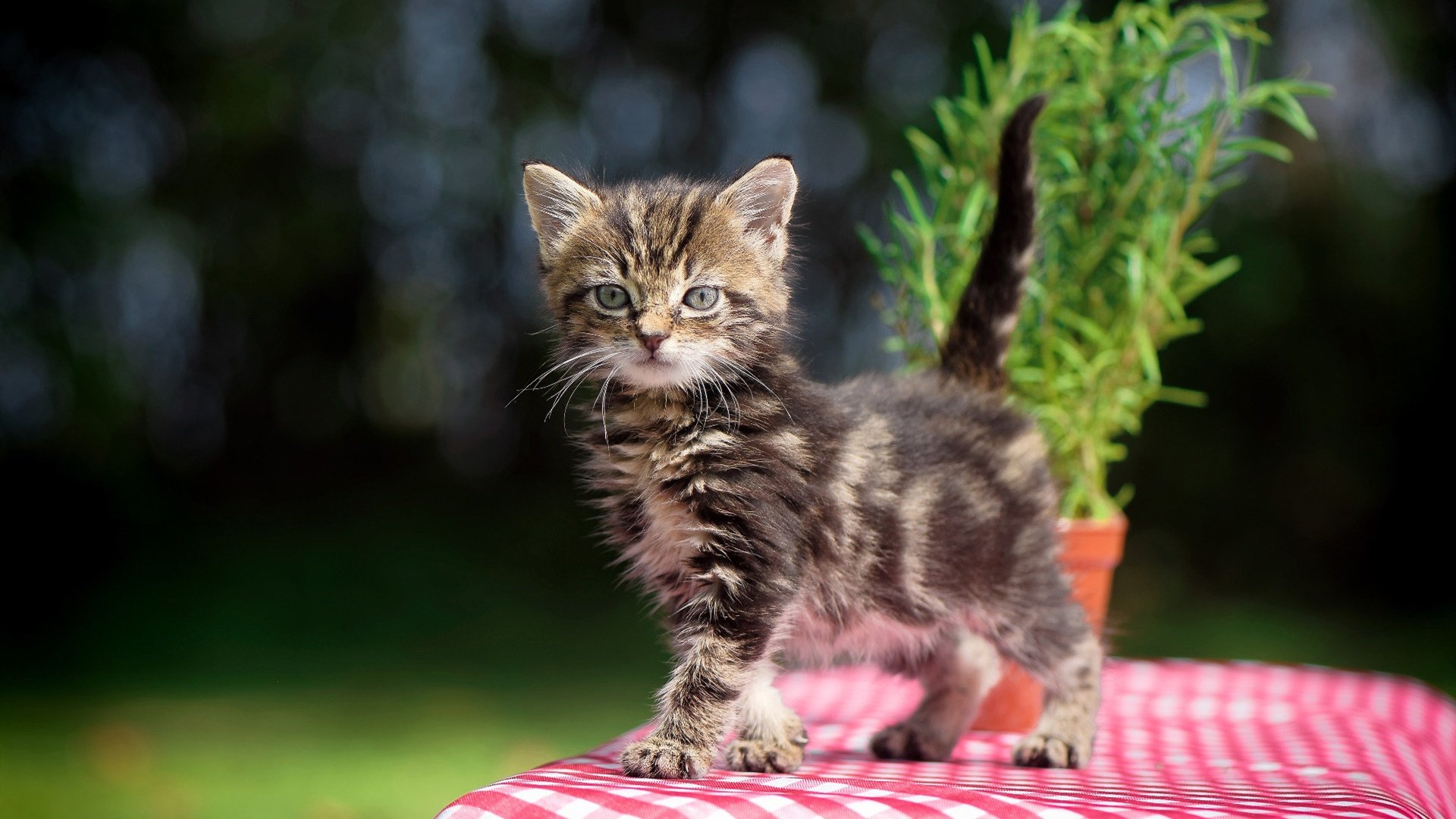 中小学体育课教学反馈机制优化路径研究,中小学体育课存在哪些问题