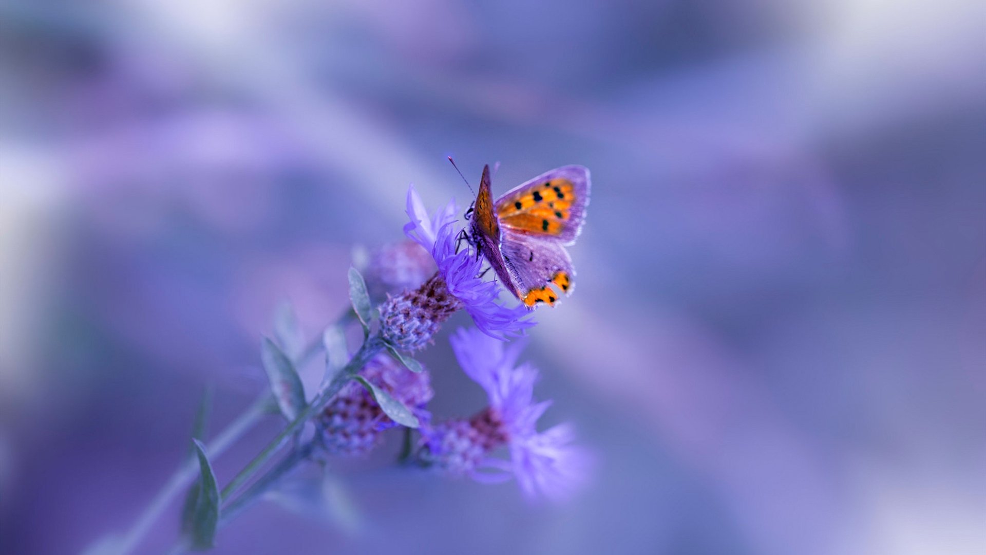 意甲青训项目加入比赛情绪识别系统提升抗压反应,意甲本队青训