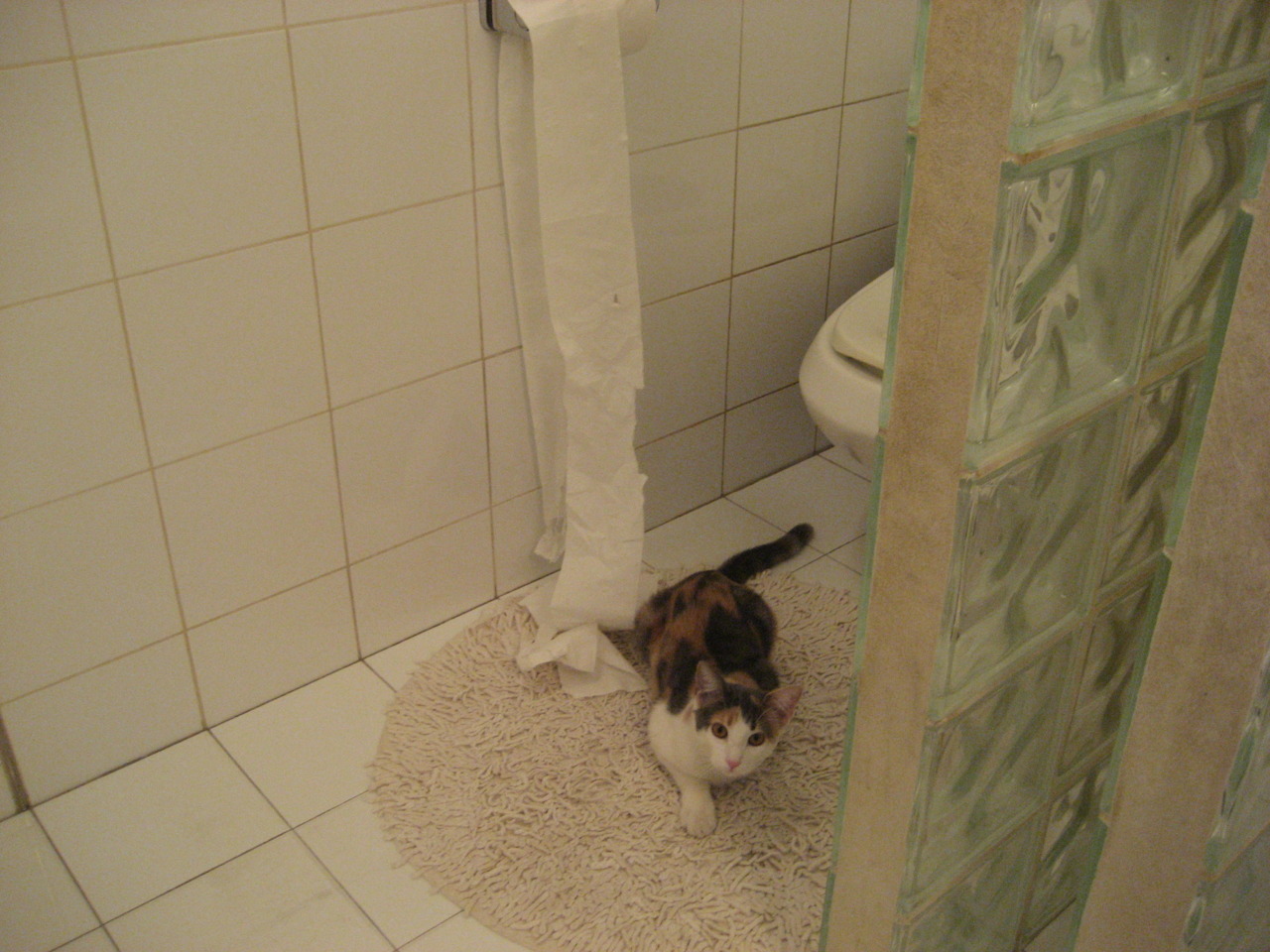 Kaiyun APP-Chinese Taipei团队的未来：从本土强队到世界冠军，taipei of china