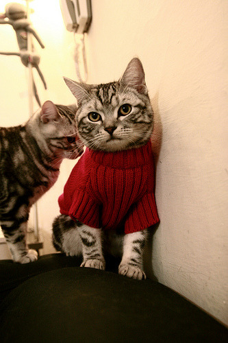 开云官方网页登录-中国姑娘再刷世界纪录榜单，中国姑娘用实力逆转夺冠