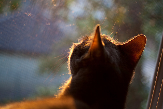 澳大利亚队表现惊艳国际乒联混合团体世界杯:赛场分析与点评,澳大利亚乒乓球队名单