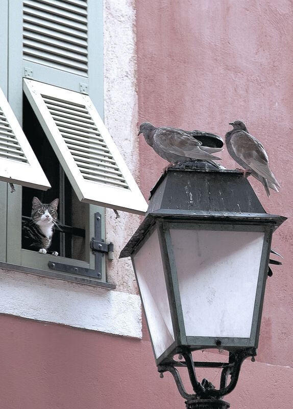 塞尔维亚男篮在欧洲预赛中拼搏奋进,开启全新征程,塞尔维亚男篮联赛