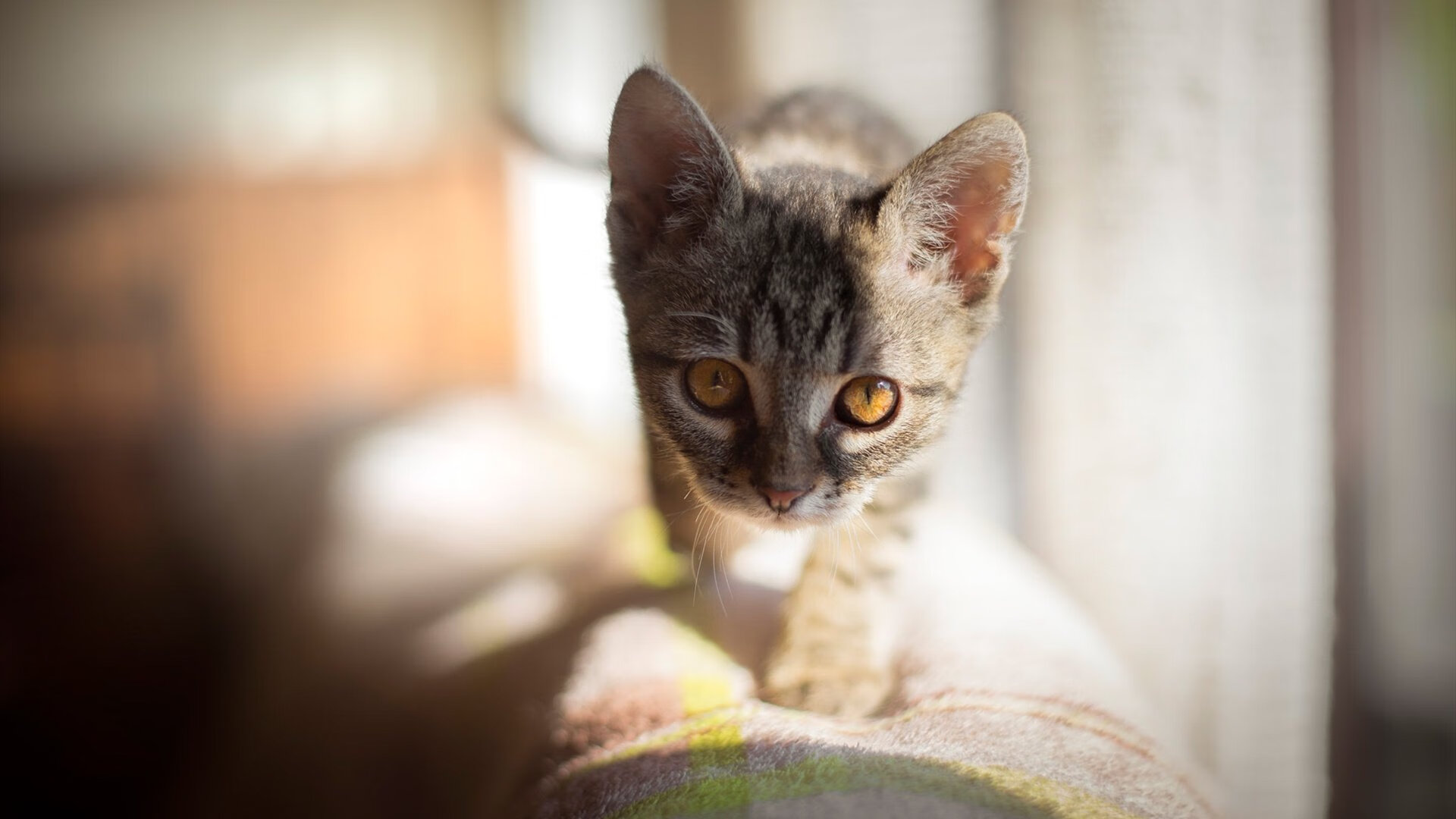 马拉维男篮在非洲锦标赛中再续辉煌,体育实力不断攀升,非洲马拉维说什么语言