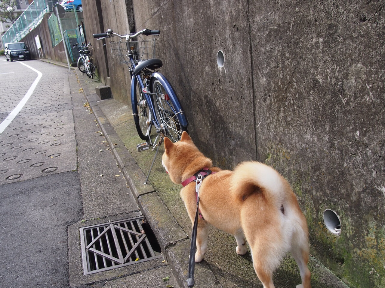 开云网页版-麦克沃伊：50米蝶泳是一场速度艺术，游泳 麦克沃伊